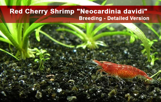 Red Cherry Shrimp "Neocardinia davidi" - Breeding - Detailed Version