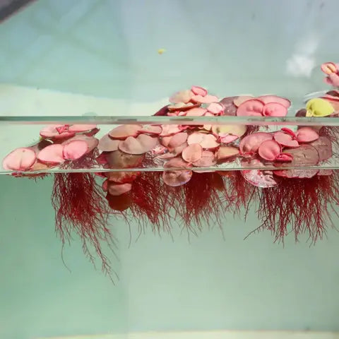 Aquatic Plants For Beginners Easy To Care For With Good Prices.