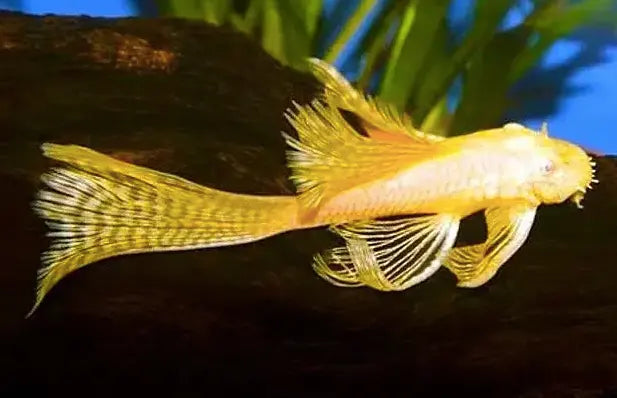 Bristlenose Pleco is both beautiful and functional