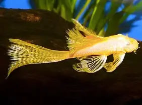 Full grown, full clean in Aquarium