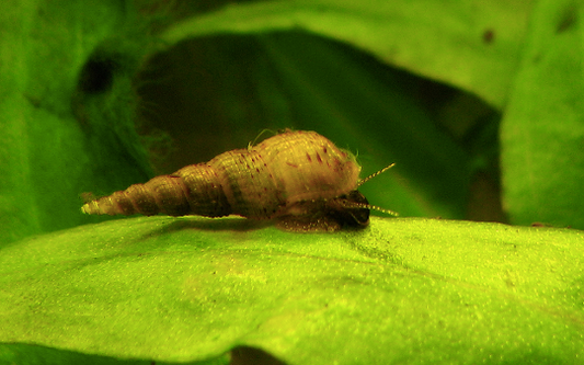 Trumpet Snail adapts beautifully in the Aquarium