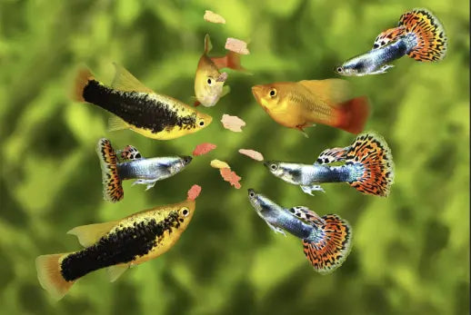 Feeding Your Aquarium Fish the Right Type of Food Proper nutrition for your aquarium fish