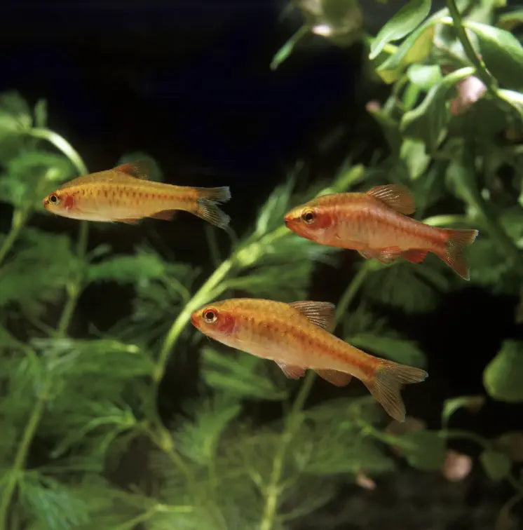 Care Guide for Cherry Barbs — Peaceful Barb for Community Tanks