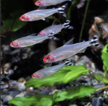 Care Guide for Rummy-Nose Tetras — Aquatic Canary in the Coal Mine