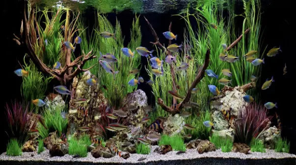 How to Properly Clean Your Fish Tank