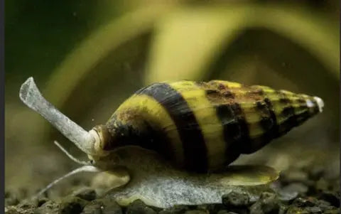 TOP 9+ Helpful Snails For Your Next Freshwater Aquarium