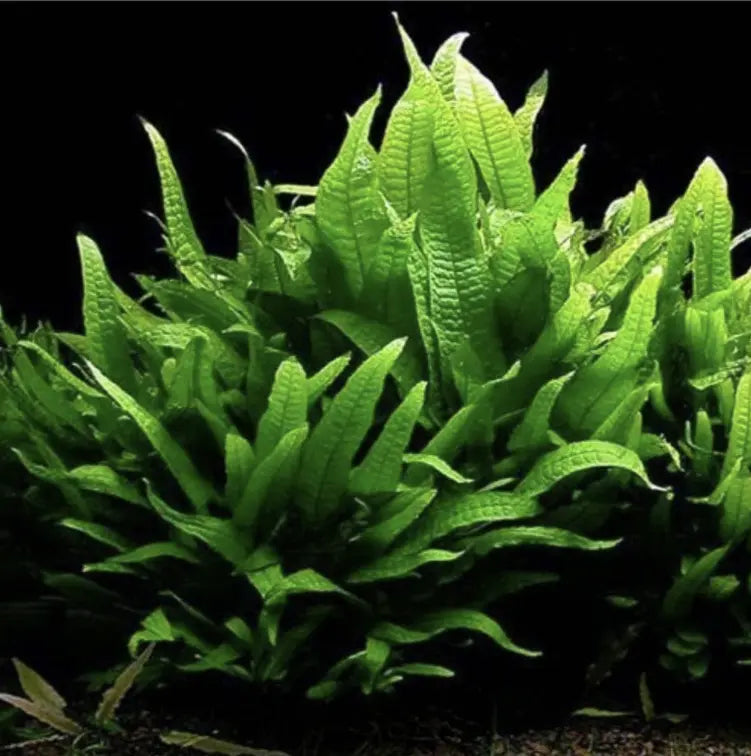 Java Fern (Microsorum pteropus) an Easy Aquatic Plant.