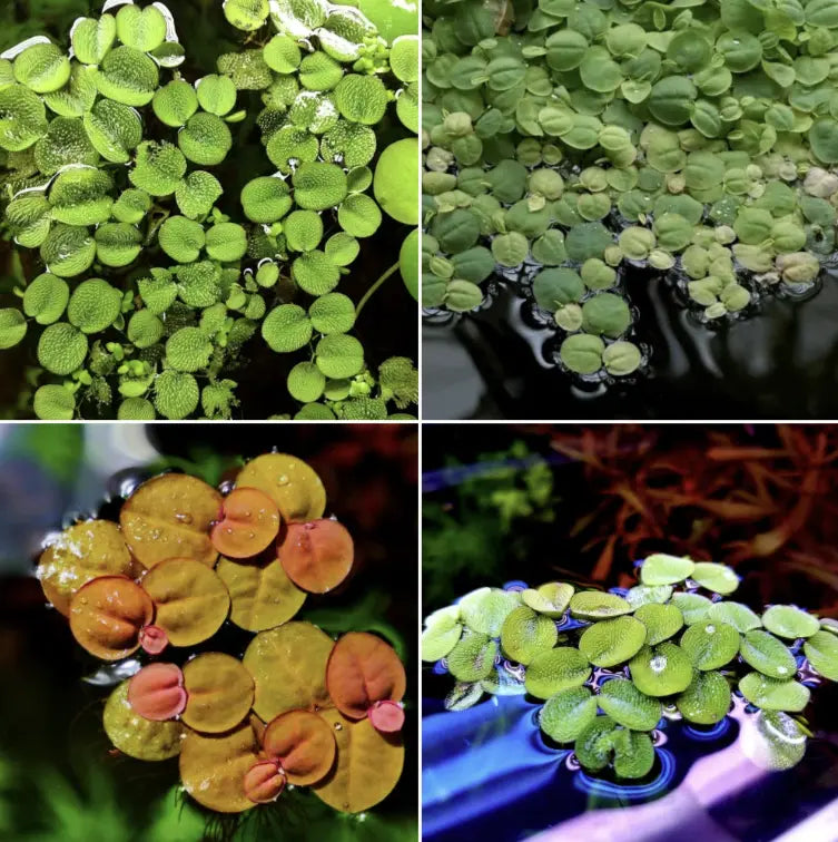Care Guild For Salvinia Auriculata - Planting, Growing, and Propagating.