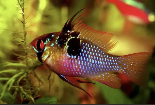 Care Guide for German Blue Rams – Keeping, Breeding and Feeding.