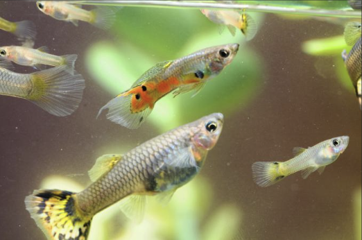 9 Things You Must Know Pregnant Guppy Signs Of Delivery