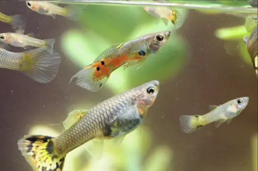 9 Things You Must Know Pregnant Guppy Signs Of Delivery