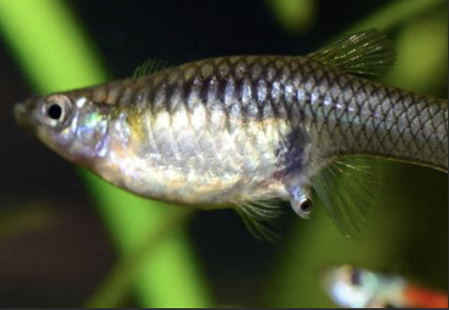 How To Tell If A Guppy Pregnant