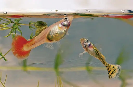 Everything You Need To Prepare For A Pregnant Guppy.
