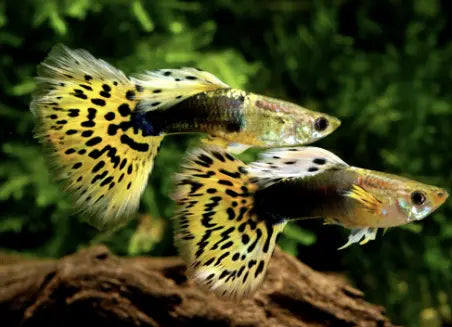 Guppy Water Temperature - All Things About Temp For Your Guppy’s Tank