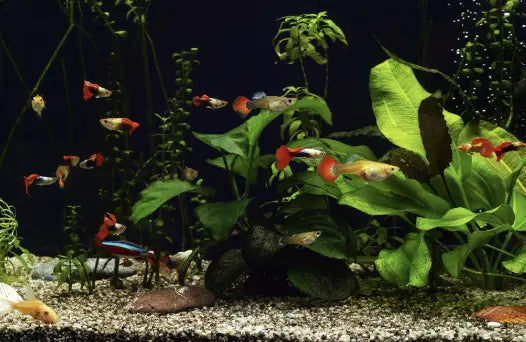 12 Tips Will Surprise You About How To Breeding Guppies Tank Easily