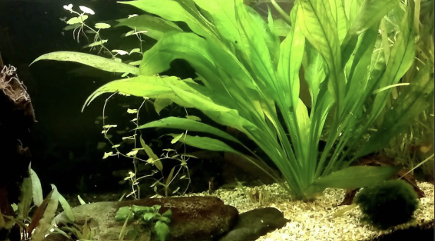 Amazon Sword Plant: Care, Planting, Propagation & More…