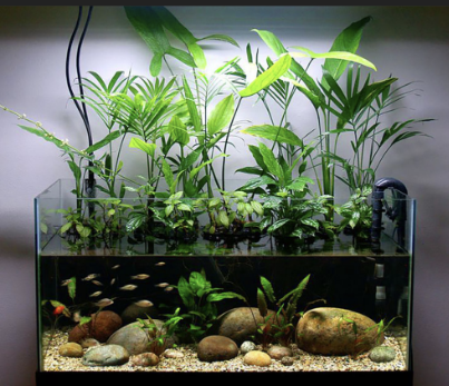 9 Easy Steps for Growing Indoor Water Plants in Aquarium Tank Successfully.