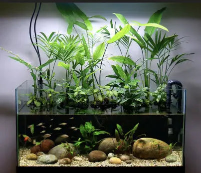 9 Easy Steps for Growing Indoor Water Plants in Aquarium Tank Successfully.