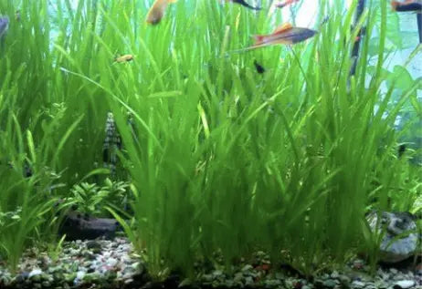All You Need To Know About Vallisneria – Growing, Breeding, and Tank Mate.