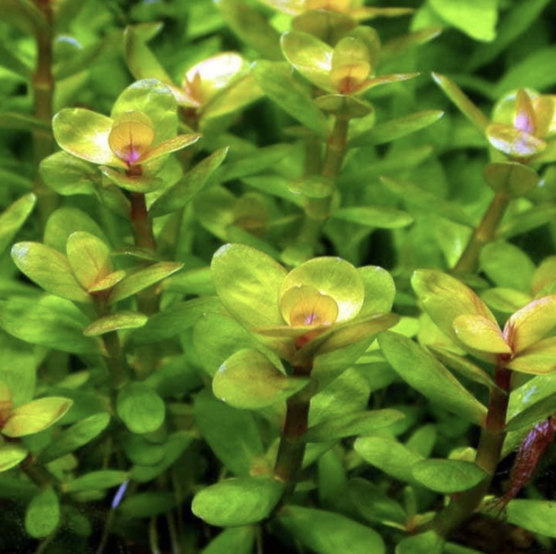 The 12 Best Low Light Plants for Your Aquariums (Must-See)