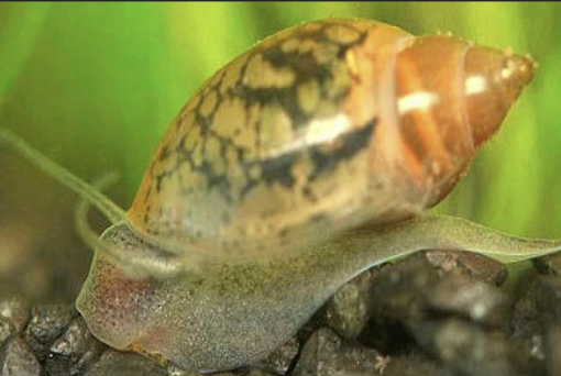 The Bladder Snail Guide: Everything You Need to Know