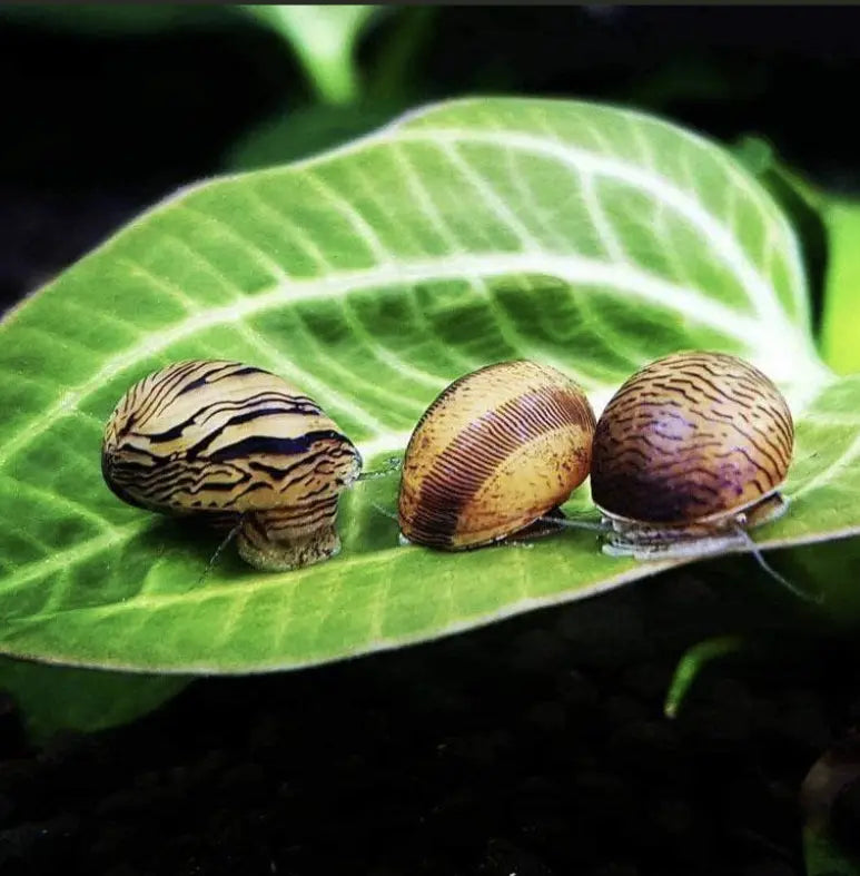 ANTI - ALGAE IN YOUR AQUARIUM TANK - NERITE SNAILS (YOU SHOULD KNOW SOONER)