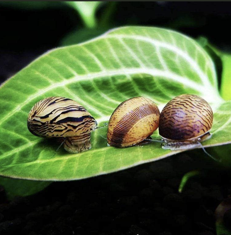 ANTI - ALGAE IN YOUR AQUARIUM TANK - NERITE SNAILS (YOU SHOULD KNOW SOONER)