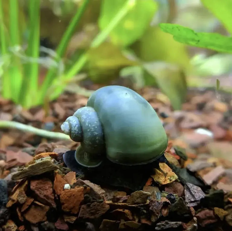 Where To Buy Blue Mystery Snails For Sale In Melbourne?