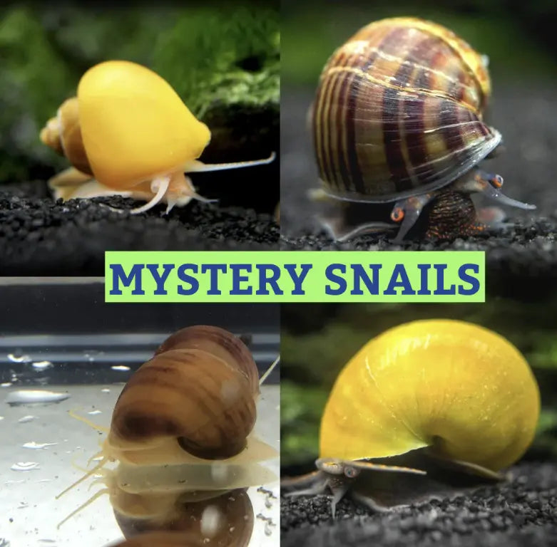 10 Mystery Snail Facts You Didn't Know