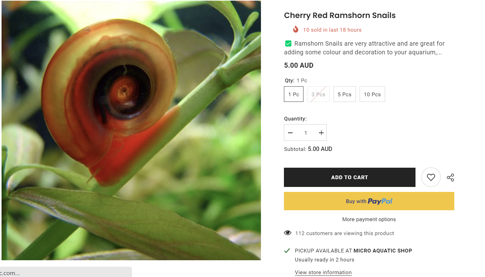 19++ THINGS YOU NEED TO KNOW ABOUT RAMSHORN SNAIL (I WISH I KNOW SOONER!!)