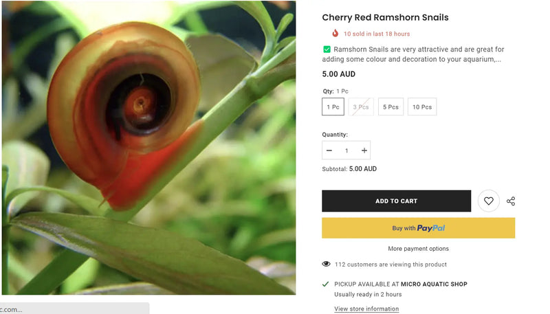 19++ THINGS YOU NEED TO KNOW ABOUT RAMSHORN SNAIL (I WISH I KNOW SOONER!!)