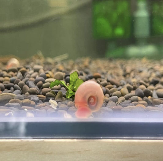 The Best Tank Mates for Mystery Snails & Nerite Snails (More Than 15++)