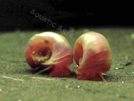 Unveiling the Enigmatic Beauty: Discovering the World of Ramshorn Snails
