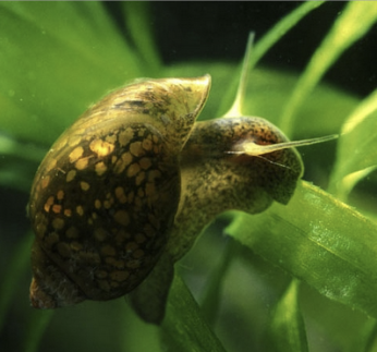 How To Guide Bladder Snail: Care, Food, Breeding, Tank Mate, and More.