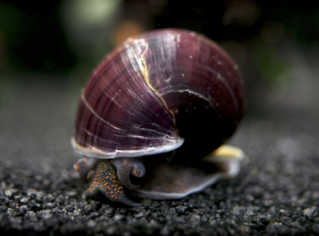 The Secret Of Purple Snails - Are They Really Mysterious As Their Name?