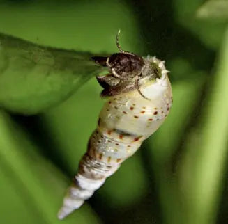 101 SECRET ABOUT THE MALAYSIAN TRUMPET SNAIL YOU CAN NOT MISS IT OUT.