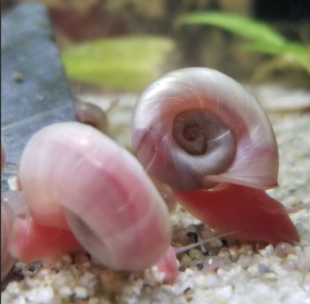 Ramshorn Snails - Pros And Cons Of Keeping Them