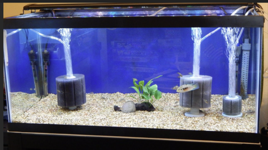 Clean Water, Happy Fish: Setting Up Your Fish Tank Filter.