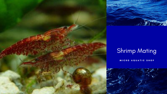 Shrimp Mating: How does it happen?