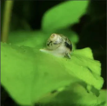 Fish tank snails - beneficial or harmful?
