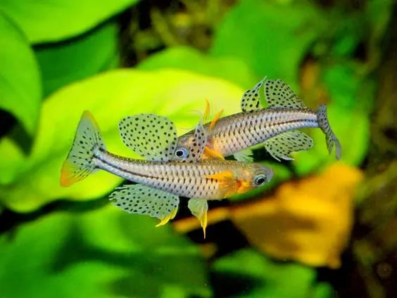 This Is How I Have Successfully Cared For And Breeded Spotted Blue Eyes.