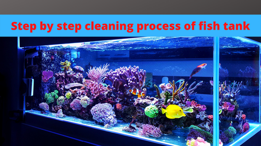 Step by step cleaning process of fish tank