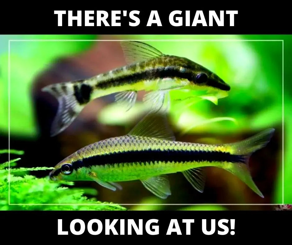 Otocinclus: Nano Janitors