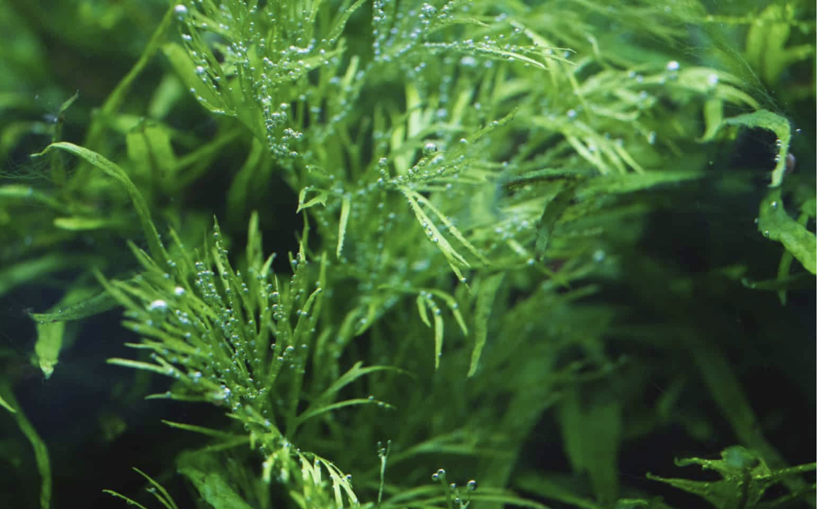 Water Sprite (Ceratopteris Thalictroides): The Complete Care Guide.
