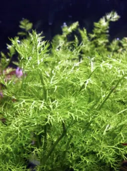8 Best Plants For Your Freshwater Aquariums.