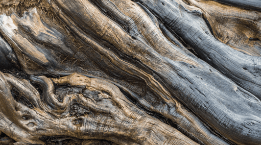 Importance of buying natural driftwood for your aquarium
