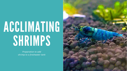 Acclimating Shrimp- Preparation to add shrimp to a freshwater tank