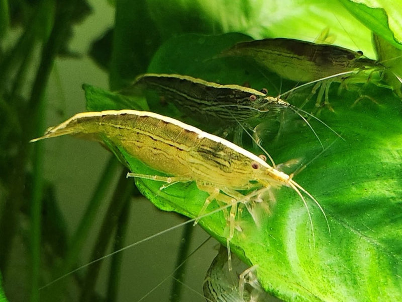 Amano shrimp resting on anubias leaves in a planted aquarium
