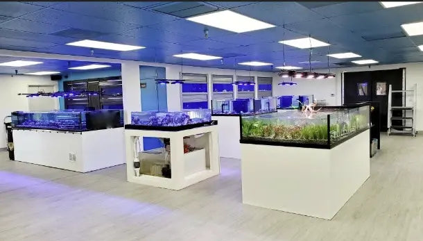 The Best Qualified Shop Aquarium Fish Near Your Live.