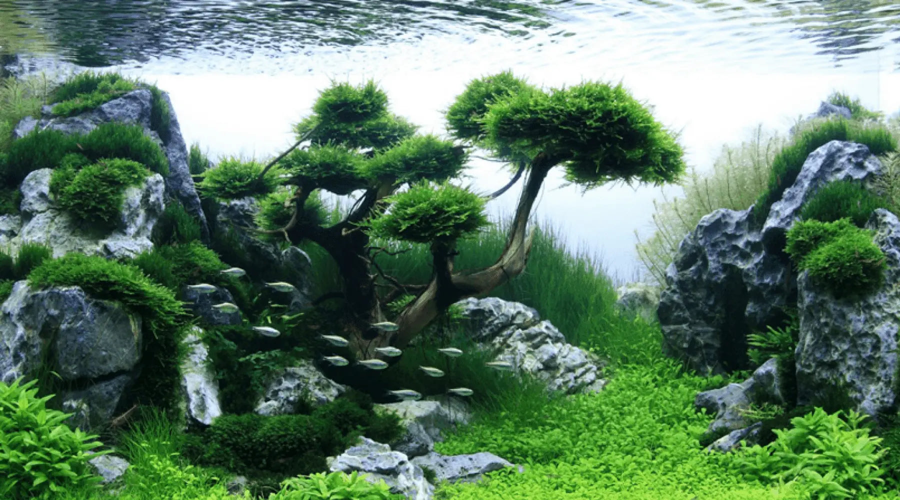 Driftwood In Aquarium Gallery - Aquascaping Inspiration 02